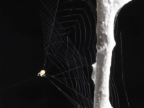The ray spider is about the size of a grain of sand, yet it weaves a web with a twist to help it catch its prey.