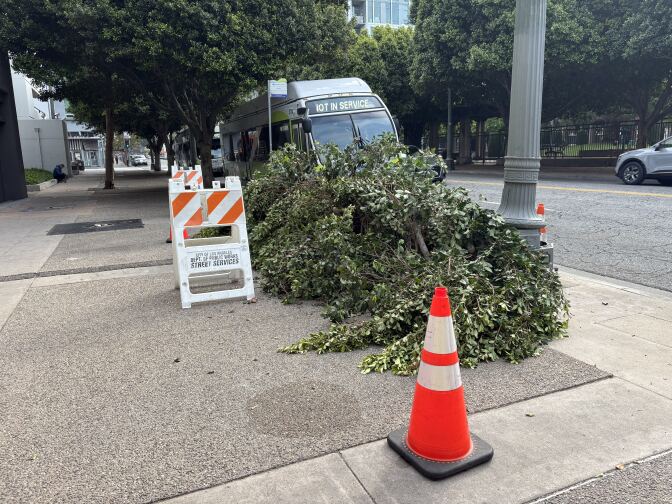 An orange cone with two white strips sit on a sidewalk. Behind it is a green tree that lays on the sidewalk. A bus is parked along the curb.