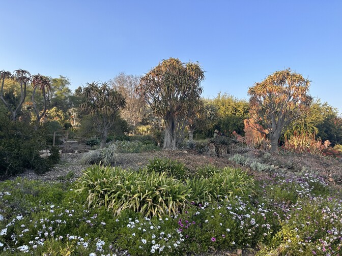 A row of trees against a blue sky surrounded by thick green ground cover with little white flowers 
