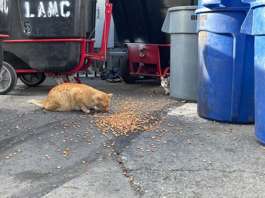 An orange cat feeds from a pile of dry cat food poured onto asphalt near trash cans. A gray cat hides behind a trash can, looking on. The letters "LAMC" are visible on a nearby plastic container on wheels.