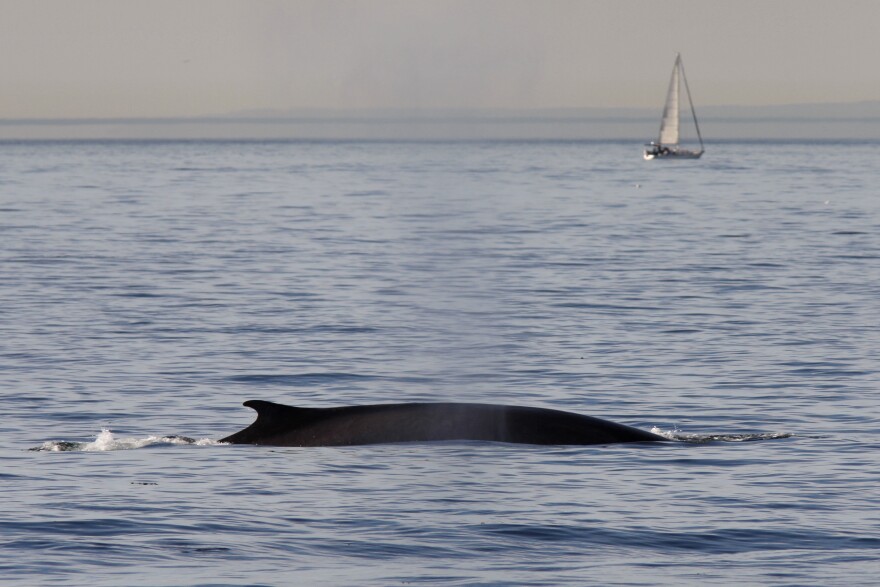 The top of a fin whale breaks the surface of the water with a sail boat in the background.