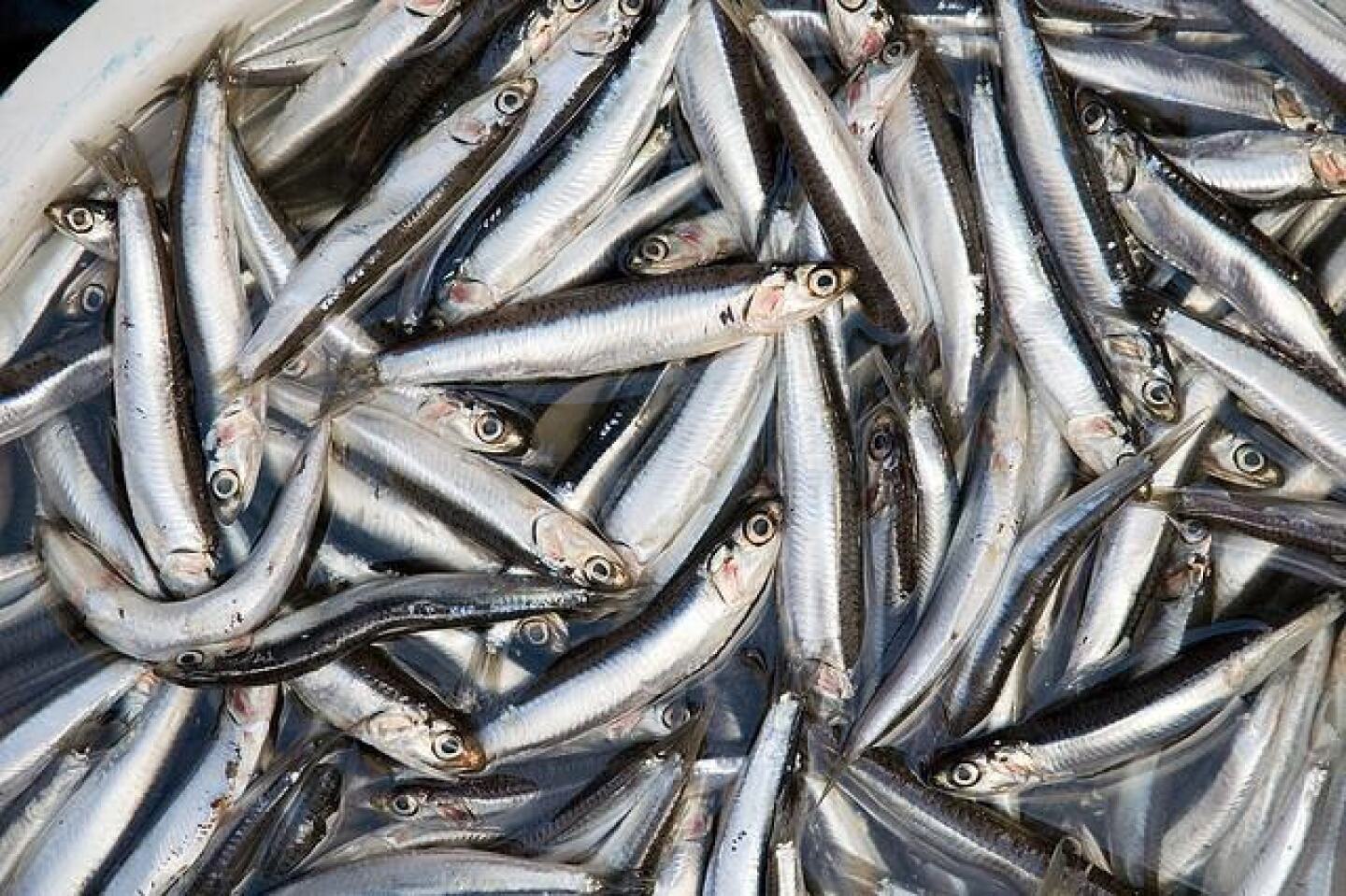 anchovies.jpg