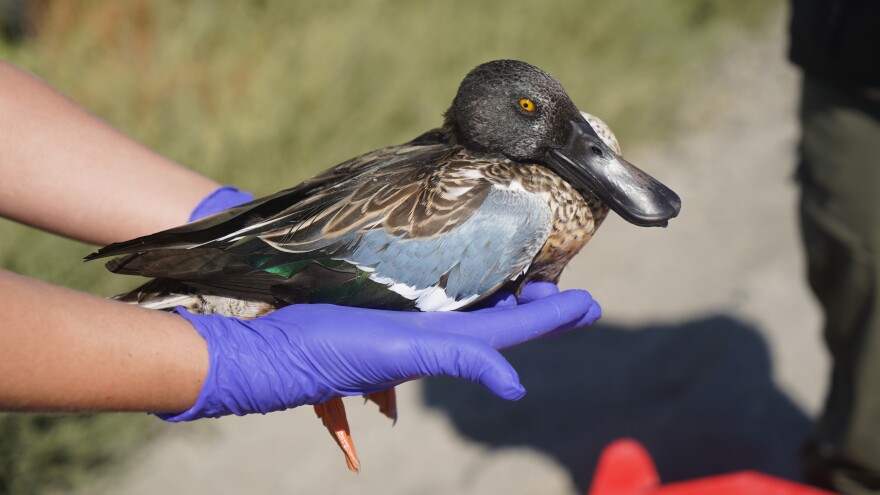 A duck-like bird with brown, light blue and deep green plumage sits on top of a pair of hands wearing medical gloves.