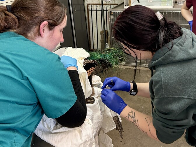 Two women are bent over a peacock covered with a white sheet with a bandage on its leg