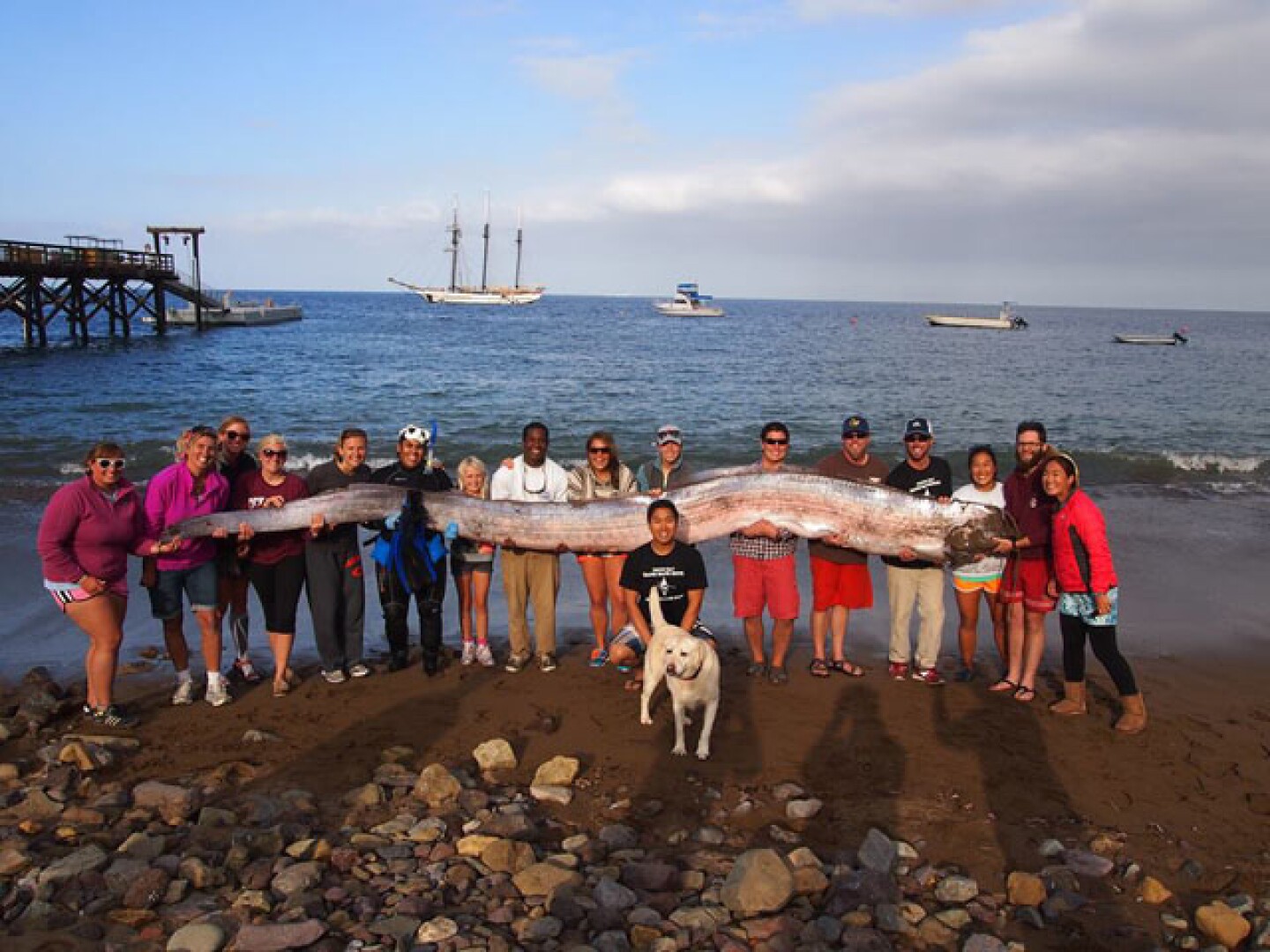 oarfish.jpg