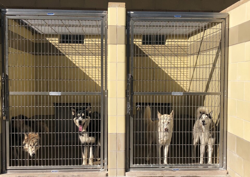 Group shot of Huskies in a kennel.