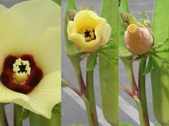 Okra flower slowly begins to close its petals during the eclipse.