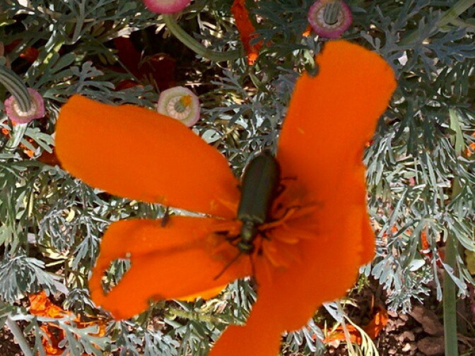 Poppy pollinator taken at the Antelope Valley California Poppy Reserve on a recent hike March 17. 