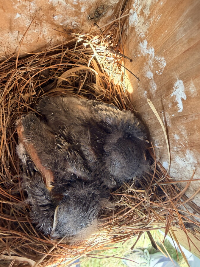 Two small gray birds huddle together on a nest of twigs.