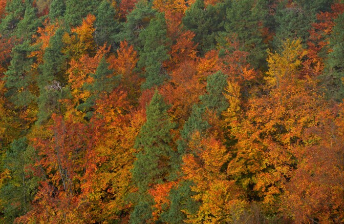 The leaves change their colour in the forest near Hrensko, North Bohemia on October 23, 2016.