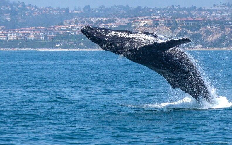 A humpback whale leaps out of the ocean during the daytime.