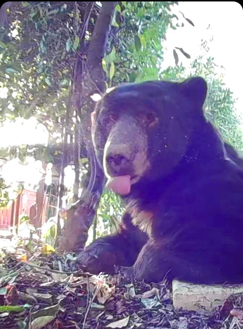 A black bear, with its tongue sticking out, is laying down on the ground, which is covered in leaves and twigs