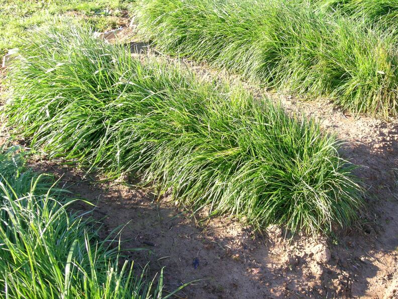 Three rows of Perennial ryegrass in the sunlight.