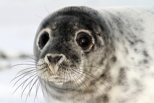 Seals