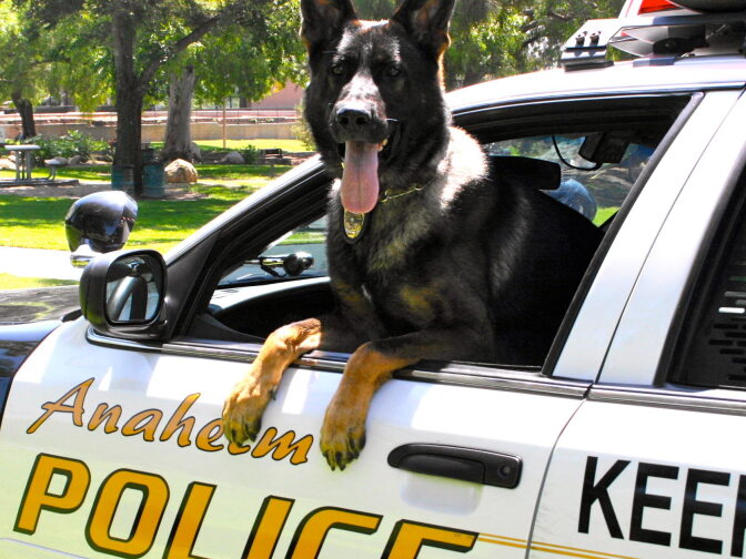 Wounded Anaheim police dog Bruno to go home | LAist