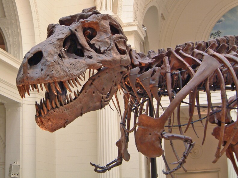 A T-Rex named Sue on display at the Field Museum of Natural History in Chicago, Illinois.

<a href="http://www.flickr.com/groups/association/">Tenuous Link</a>:   Museum.
