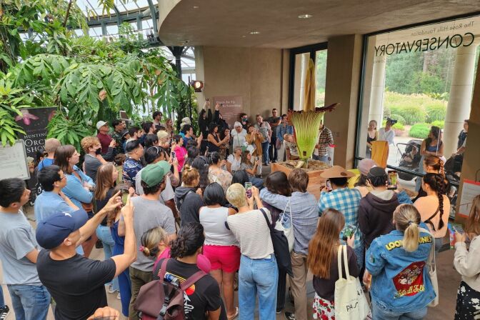 A crowd of people viewing and photographing a large bulbous plant