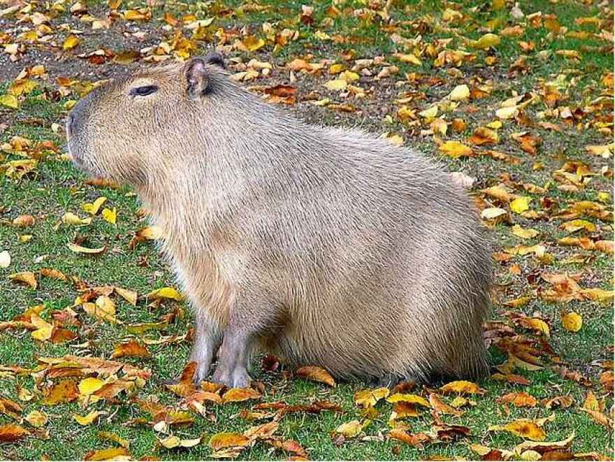 capybara.jpg