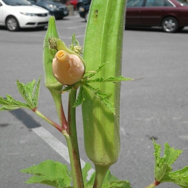 Okra flower, with its petals closed.