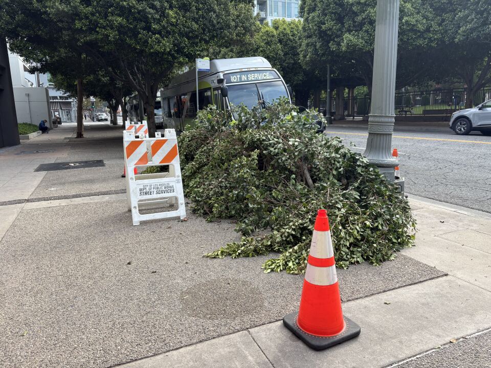 An orange cone with two white strips sit on a sidewalk. Behind it is a green tree that lays on the sidewalk. A bus is parked along the curb.