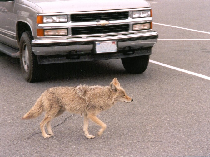 A new mobile survey will help people report encounters with urban coyotes in Southern California -- and see what's happening in their neighborhood. 