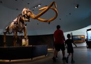 Two people, an adult and a child, walk past a skeleton on display of a mammoth. The skeleton is large, tan and brown under multiple display lights.