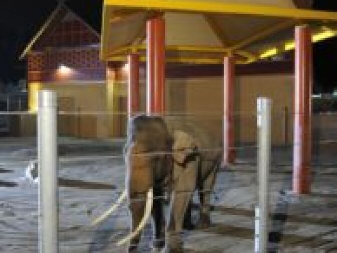 Billy, a 25-year-old male Asian elephant, at the Dec. 15, 2010 gala opening of the new Elephants of Asia exhibit at the Los Angeles Zoo.