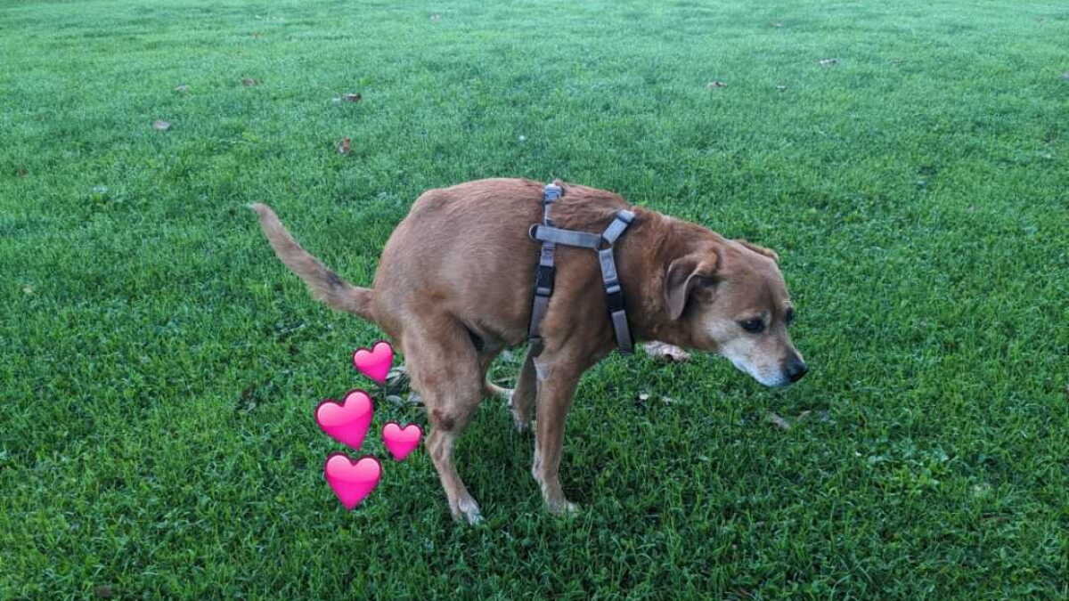 Your Guide To Coaxing Your Pooch To Poop Next Time A Once-In-A-Century Storm Hits - Vimarsana News