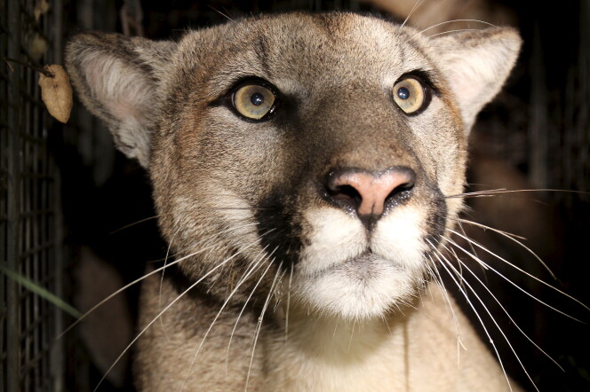 Close up of a young mountain lion with prominent whiskers.