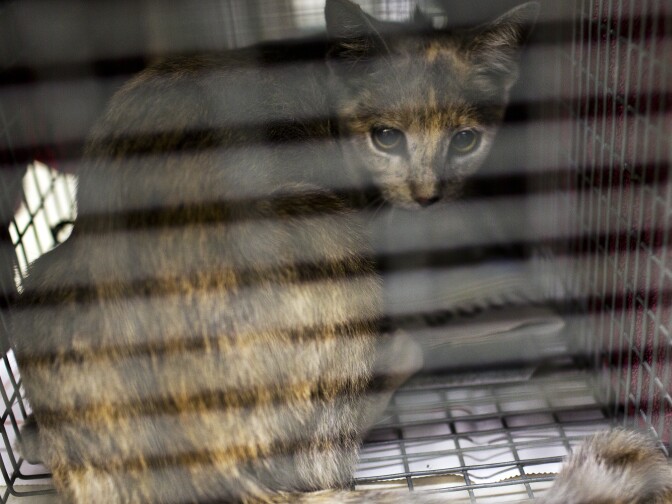 A feral cat recovers after surgery at Fix Nation in Sun Valley. The non-profit performs more than 100 surgeries each day.