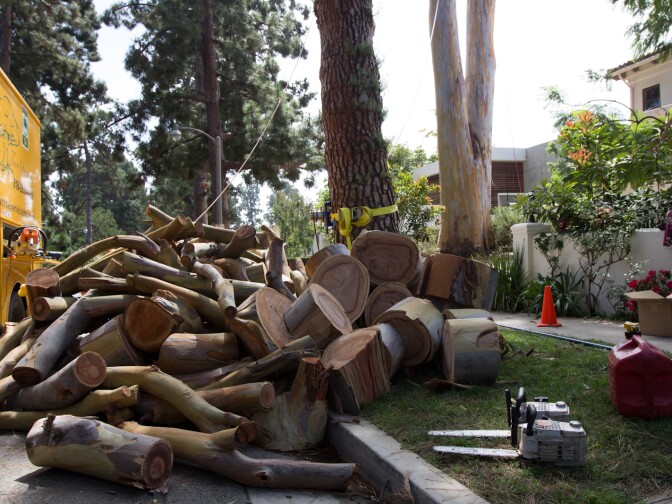 Tree cutters work to cut pieces off a Eucalyptus Deanei tree that's more than 130 feet tall on the Rumack's front yard in Santa Monica, Calif., Thursday, September 13, 2012. The tree, made a landmark 10 years ago, was declared unsafe and a public nuisance by the city who ordered the Rumack family to cut the tree down.