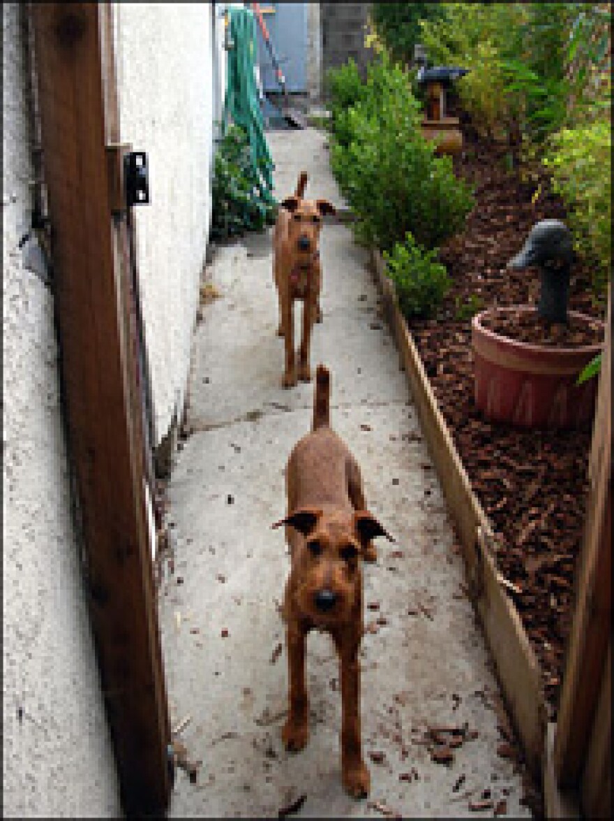 Project P's Connor (top) and Eoghan, unwitting agents in the fight against skunks.