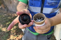 A man holds a tube of mosquitoes. The cap is off and the insects are flying out.