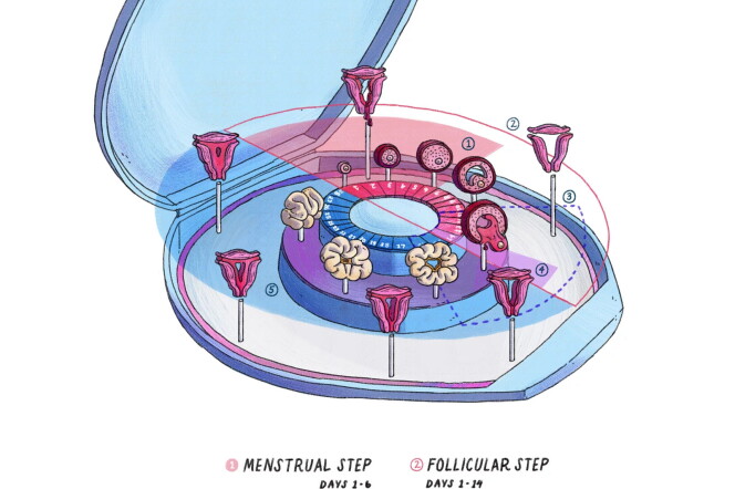 An illustration showing the four steps of the menstrual cycle.