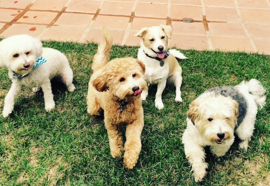 emily_dogs.JPG