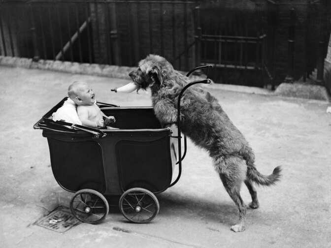 Both young infants and dogs sometimes ignore what they see with their own eyes and instead trust a human "teacher." Dogs may have evolved this trait to help them live with people.