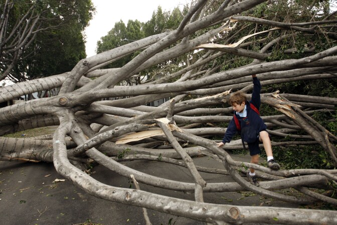A boy whose school was closed climbs fallen trees on Green Street  after strong Santa Ana Winds that are cauing the worst local wind damage in decades on Dec. 1, 2011 in Pasadena.