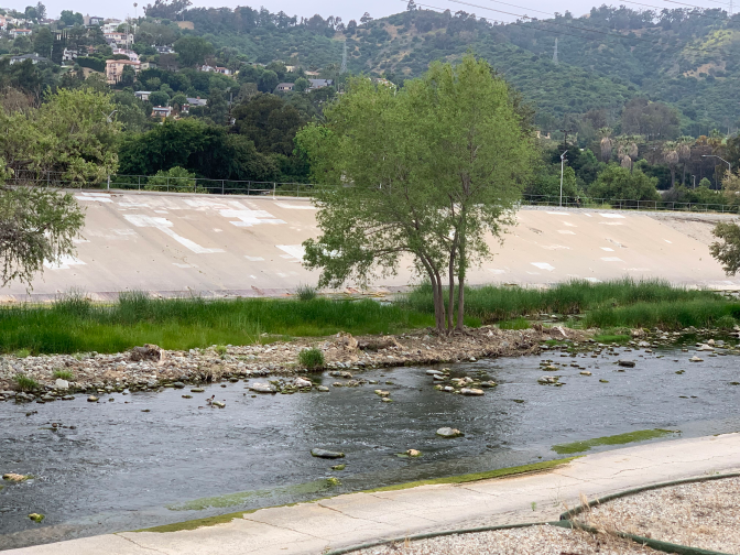 A stretch of the L.A. River where waters are rich with many birds, trees and greenery. A rugged hillside is visible in the background.