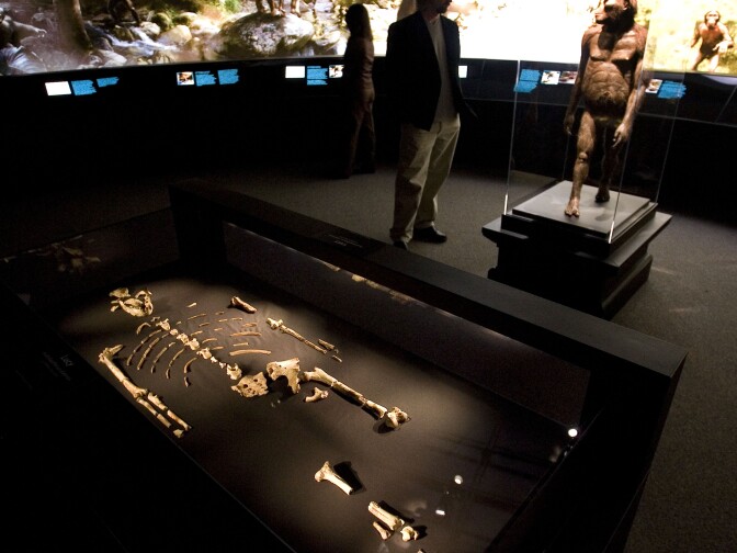 HOUSTON  - AUGUST 28:  The 3.2 million year old fossilized remains of "Lucy", the most complete example of the hominid Australopithecus afarensis, is displayed at the Houston Museum of Natural Science, August 28, 2007 in Houston, Texas. The exhibition is the first for the fossil outside of Ethiopia and has generated criticism among the museum community and others that believe the fossil is too fragile to be moved from it's home country. (Photo by Dave Einsel/Getty Images) 