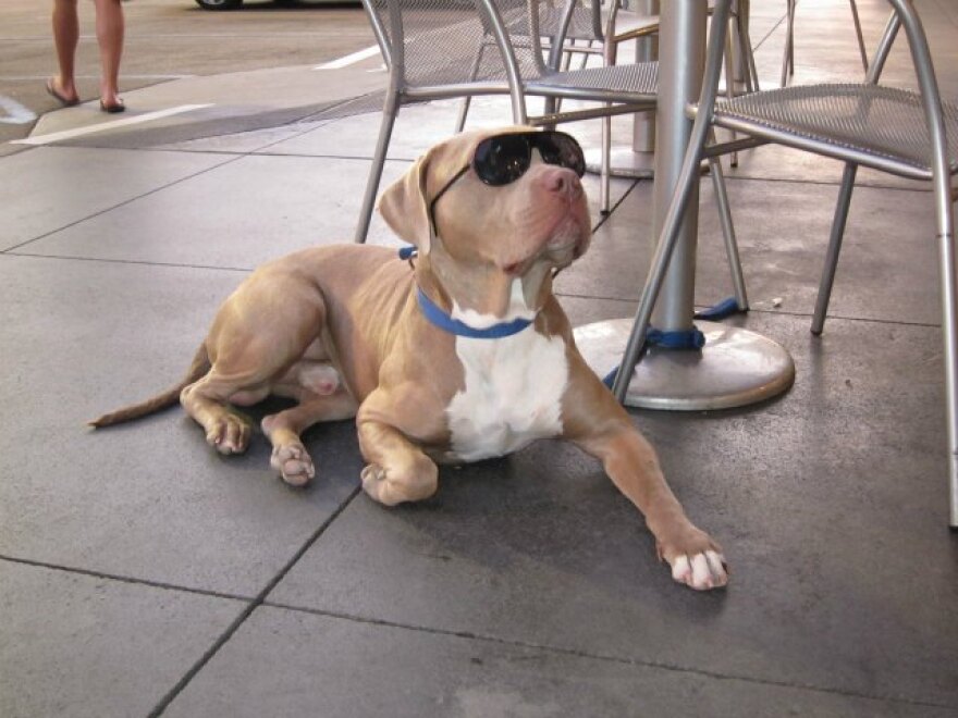 DogDays1.jpg