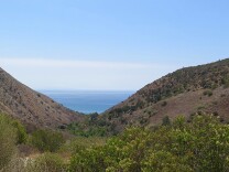 A view to the see from a canyon area with flowers