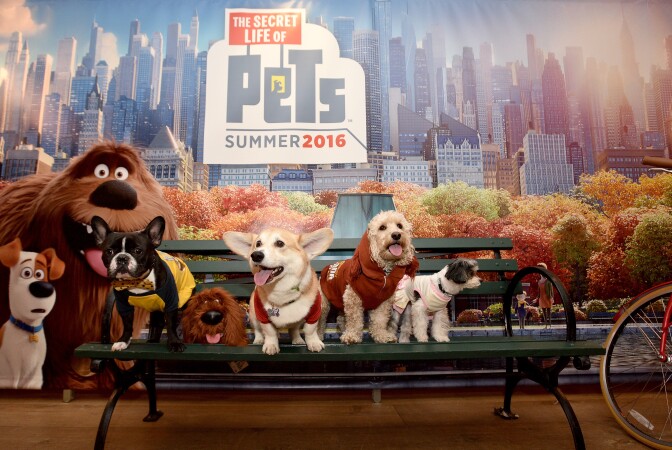 NEW YORK, NY - FEBRUARY 13:  Oscar the Frenchie, Wally the Corgi, Ralphie the Cockapoo and Tinkerbelle the Dog attend The Secret Life of Pets toy line reveal at Toy Fair on February 13, 2016 in New York City.   (Photo by Bryan Bedder/Getty Images for Universal)