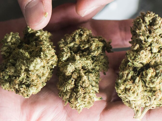 A budtender displays cannabis at the Higher Path medical marijuana dispensary in the San Fernando Valley area of Los Angeles, California, December 27, 2017