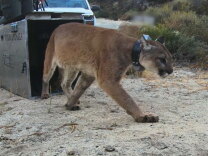 A mountain lion with golden brown hair and wearing a chunky collar exits a mental box marked "wild animals."