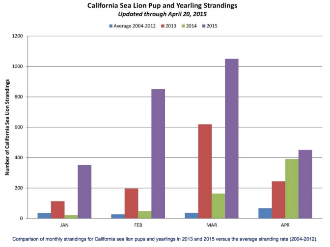A screenshot of a NOAA Fisheries website shows the number of stranded California sea lions has increased in recent years.