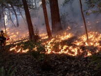 Fire burning through dried leaves in the middle of a forest.
