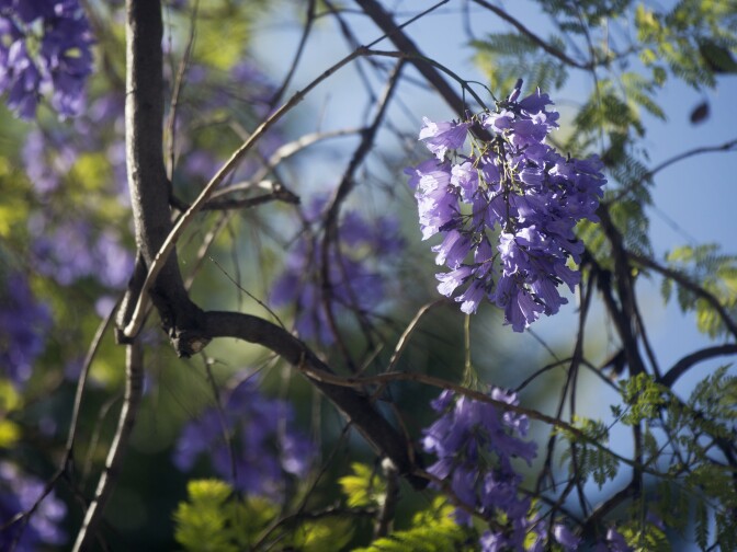 Jacarandas bloom early on Thursday, April 16, 2015 along Del Mar Boulevard at Waldo Avenue in Pasadena.