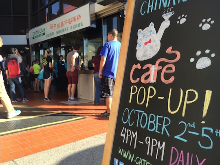 Los Angeles' first cat café, the Catfé, is a pop-up that's open in Chinatown from October 2-5