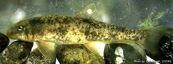 Santa Ana Sucker, Catostomus santaanae, Paul Barrett, USFWS
