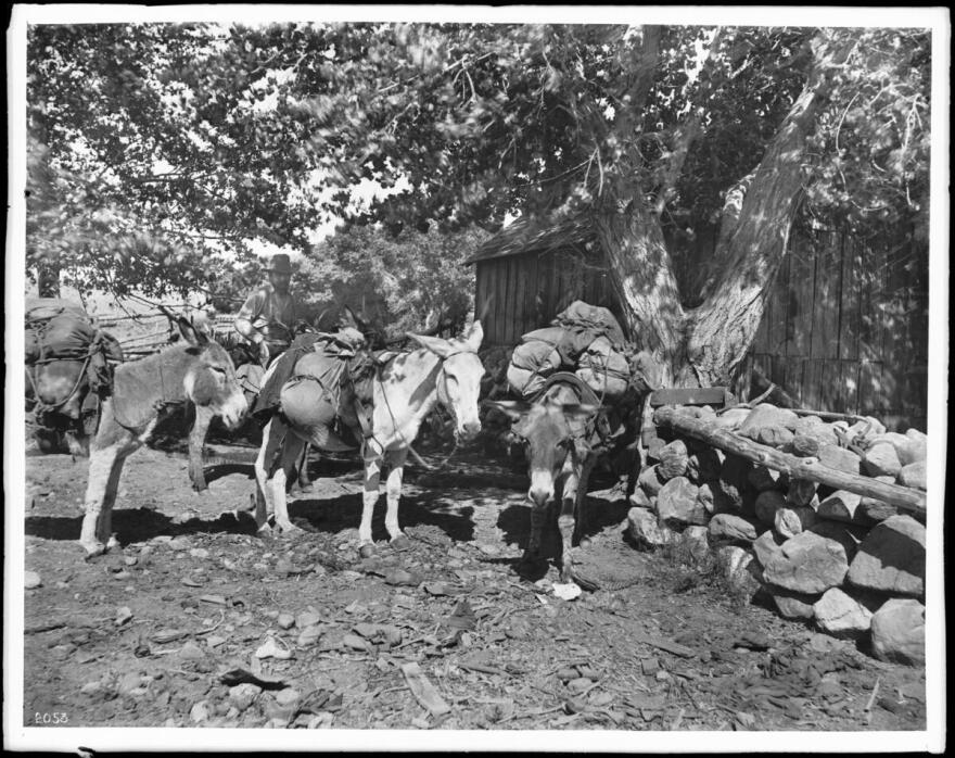 A black and white photos of three donkeys loaded with mining gear.